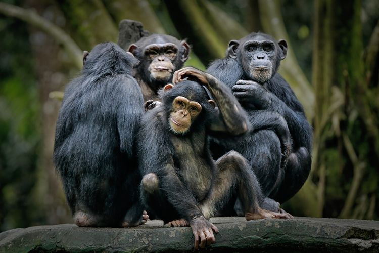 Ilustrasi simpanse, salah satu hewan mamalia yang diketahui memiliki DNA yang mirip dengan manusia.