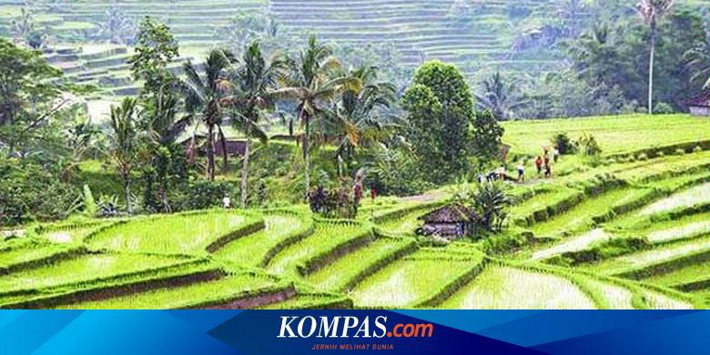 Jatiluwih Karisma Desa Wisata Halaman All Kompas Com