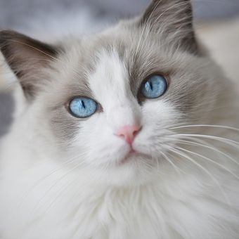 Ilustrasi kucing - Kucing Ragdoll.