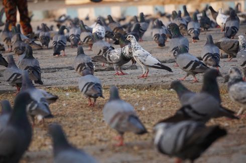 Mengenal Burung Urban, Jenis Burung Liar yang Bisanya Hidup di Kota
