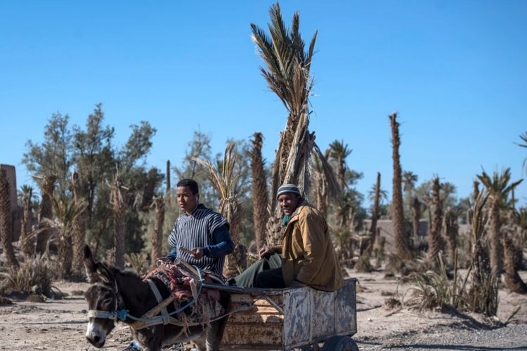 Petani mengendarai gerobak yang ditarik keledai melewati pohon-pohon palem yang kering di oasis Skoura, Maroko, 27 Januari 2020.