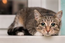 Kucing Baru Nampak Ketakutan di Rumah, Apa yang Harus Dilakukan?