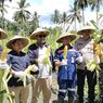 Panen Perdana, Sinergi Antam dan Petani Jagung di Maluku Utara Hasilkan 3.352 Tongkol Jagung