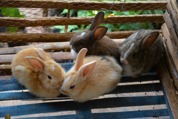 Jika sedang mencari tahu cara merawat kelinci, pertimbangkan pula jenis mangkuk makanan dan air yang ditaruh di kandang kelinci.