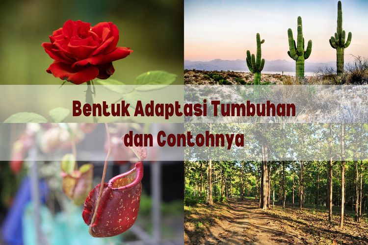 Ilustrasi bentuk adaptasi tumbuhan dan contoh bentuk adaptasi tumbuhan