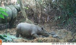 Bermalam di Ujung Kulon, Polisi Tangkap Pemburu Badak Jawa