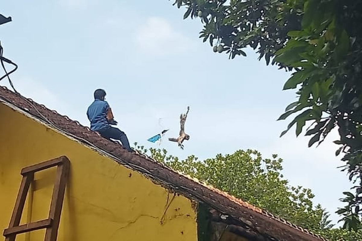 Petugas Damkar dari BPBD Kota Pasuruan menyelamatkan burung hantu di SMPN 5 Pasuruan, Kamis (30/10/2025). (Kompas.com/MOH.ANAS)