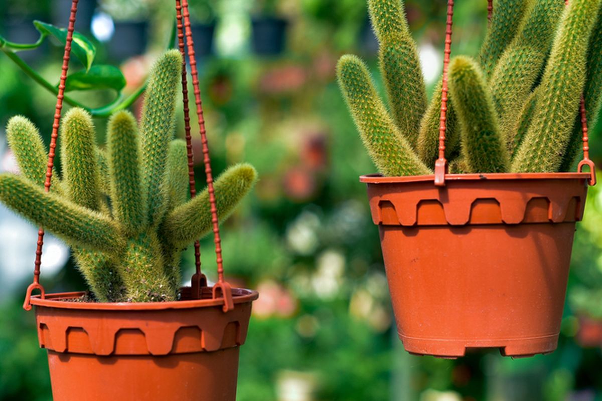 Ilustrasi tanaman hias rattail cactus atau kaktus ekor tikus (Disocactus flagelliformis). 