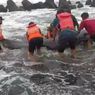 Detik-detik Evakuasi Ikan Paus 3 Meter yang Terjebak di Pemecah Ombak, Perut Terluka Akibat Tertancap Duri