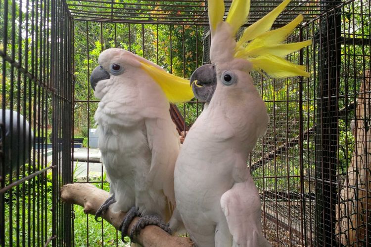 Sepasang burung kakatua jambul kuning yang diserahkan warga ke BBKSDA Jabar di Kalapanunggal, Sukabumi, Jawa Barat, Jumart (14/9/2018). 