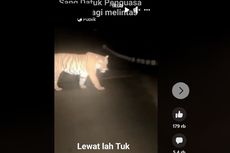 CEK FAKTA: Video Harimau Melintasi Jalan Gelap Bukan Diambil di Indonesia