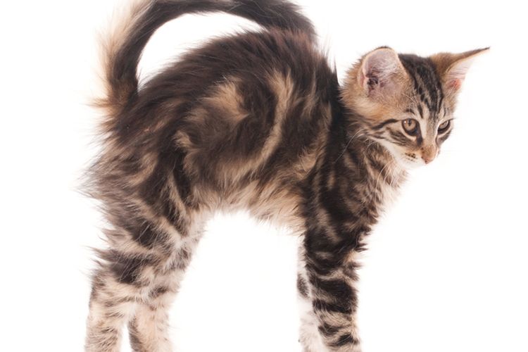 Ketahui, Ini Alasan Kucing Melengkungkan Punggungnya