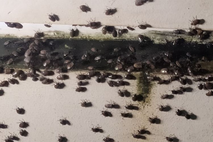 Sebuan lembing hitam dalam jumlah masif mengganggu aktivitas warga di Padukuhan Siliran I, Kalurahan Karangsewu, Kapanewon Galur, Kabupaten Kulon Progo, Daerah Istimewa Yogyakarta. Salah satunya ditemui di Masjid Asy-Syukur, Siliran I.