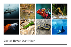 8 Contoh Hewan Ovovivipar