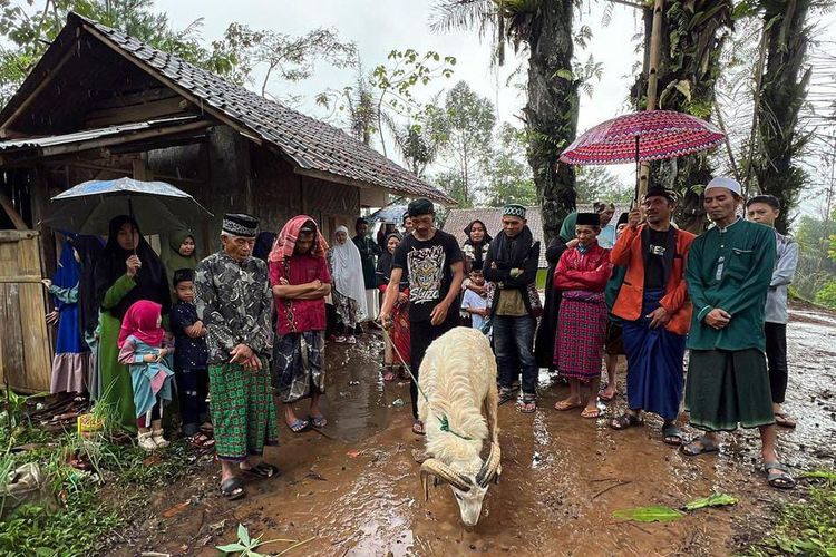 Seekor domba besar yang disalurkan Jabar Quick Response untuk warga Kampung Pasir Haur di Desa Telaga Sari, Kecamatan Banjarwangi, Kabupaten Garut.  
