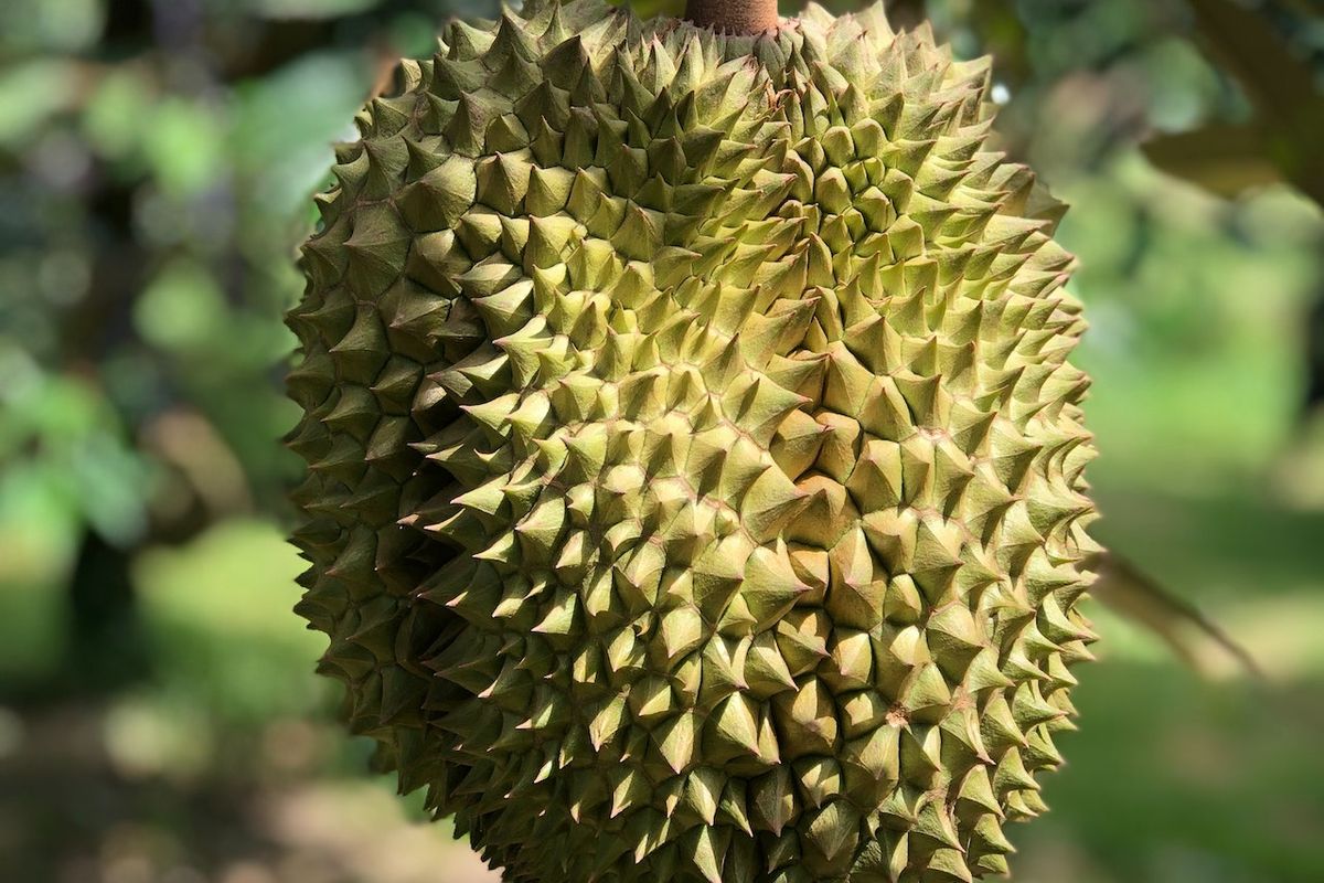 Tanaman durian