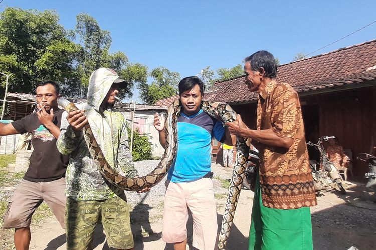 Ular Sanca sepanjang 4,5 meter ditangkap warga Desa Semawur, Kecamatan Ngawen, Kabupaten Blora, Jawa Tengah pada Sabtu (9/7/2022)