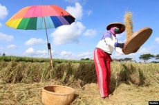 Serikat Petani Minta HPP Gabah Naik Jadi Rp 5.600, HET Beras Turun 20 Persen