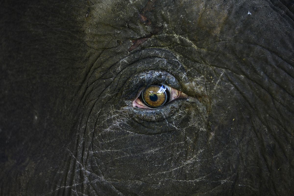 Raut gajah Sumatera yang kakinya terluka akibat terkena jerat saat menjalani perawatan di klinik pengobatan Pusat Latihan Gajah (PLG) Saree, Aceh Besar, Aceh, Selasa (25/2/2020). Tim BKSDA Aceh bersama personel Concervation Respomse Unit (CRU) DAS Peusangan menyelamatkan seekor gajah jantan yang diperkirakan berusia tujuh tahun yang terluka kaki kanan depan akibat terkena jerat pemburu di Kabupaten Bireuen Provinsi Aceh.