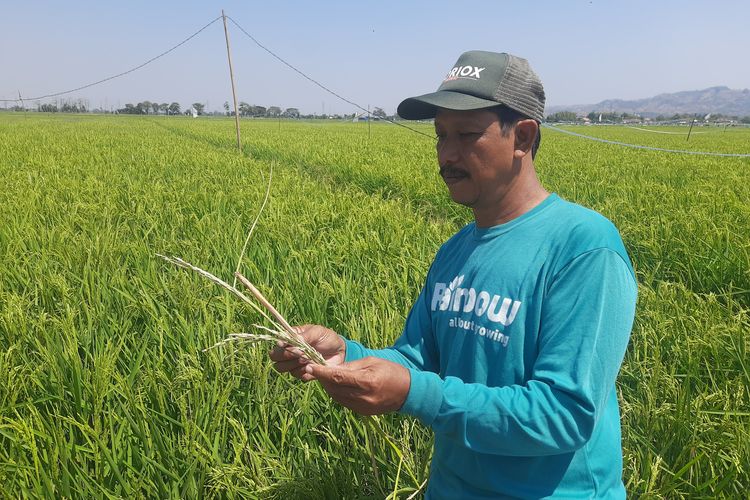 Padi Menguning, Air Menghilang: Petani Pati di Ujung Ancaman Gagal Panen