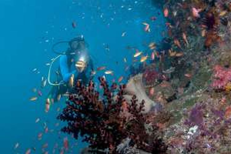 Pemandangan bawah laut di Raja Ampat, Papua Barat.