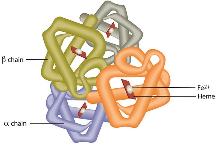Struktur hemoglobin dengan empat peptida dan inti besi (Fe+) juga heme