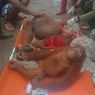 Penyelamatan Induk dan Anak Orangutan di Kotim, 3 Peluru Ditemukan Bersarang di Tubuh