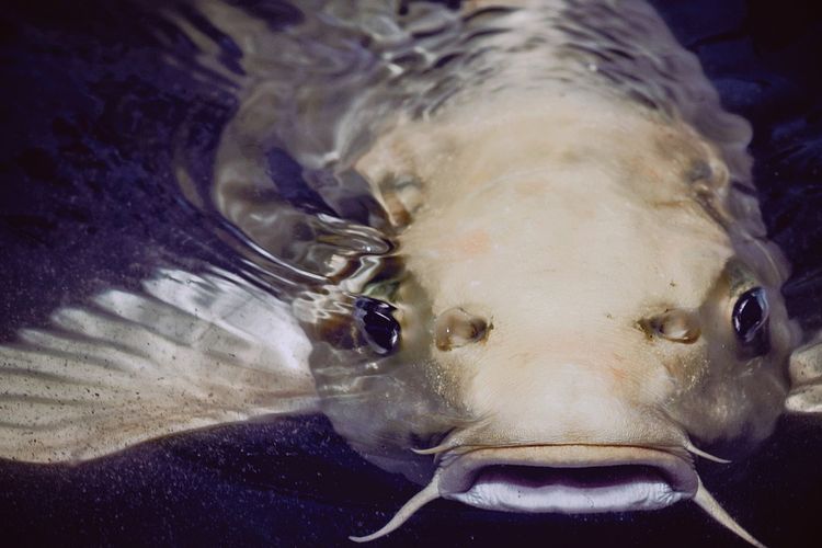 Ilustrasi ikan lele. 