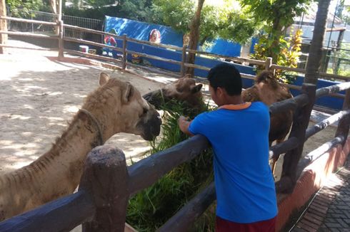 Tutup Selama PPKM, Maharani Zoo Lamongan Butuh Bantuan Merawat 900 Satwa