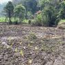 2.000 Edelweis Rawa Rusak karena Panitia Lalai, Tak Ada yang Arahkan Peserta Motor Trail, Jalur Hutan Ikut Hancur