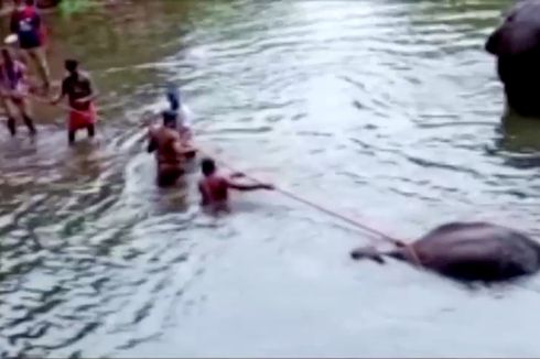 Pelaku Kasus Gajah Mati Makan Petasan Ditangkap, Terancam Dipenjara 7 Tahun