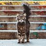 Alasan Mengapa Kucing Peliharaan Memburu hingga Memakan Tikus