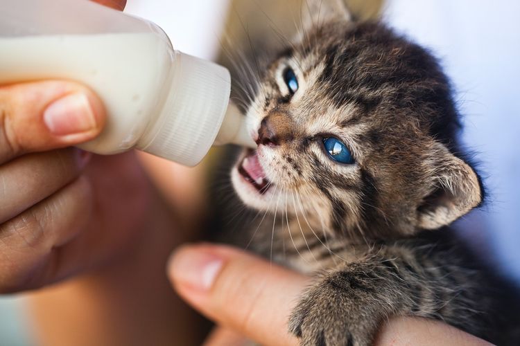 Ilustrasi anak kucing sedang minum susu.