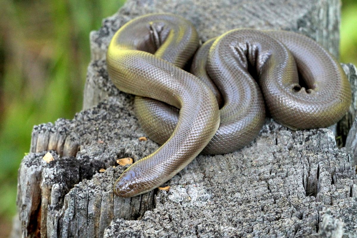 rubber boa, ular boa