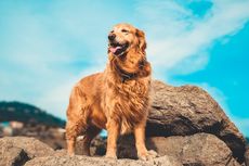 11 Fakta Menarik Golden Retriever, dari Sejarah hingga Kepribadian