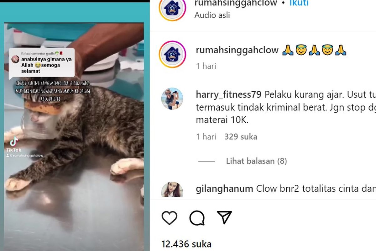 Shelter penampungan hewan Rumah Singgah Clow di Desa Waru, Kecamatan Parung, Kabupaten Bogor, Jawa Barat, dibakar Selasa (11/7/2023). Kejadian itu mengakibatkan empat kucing mati.