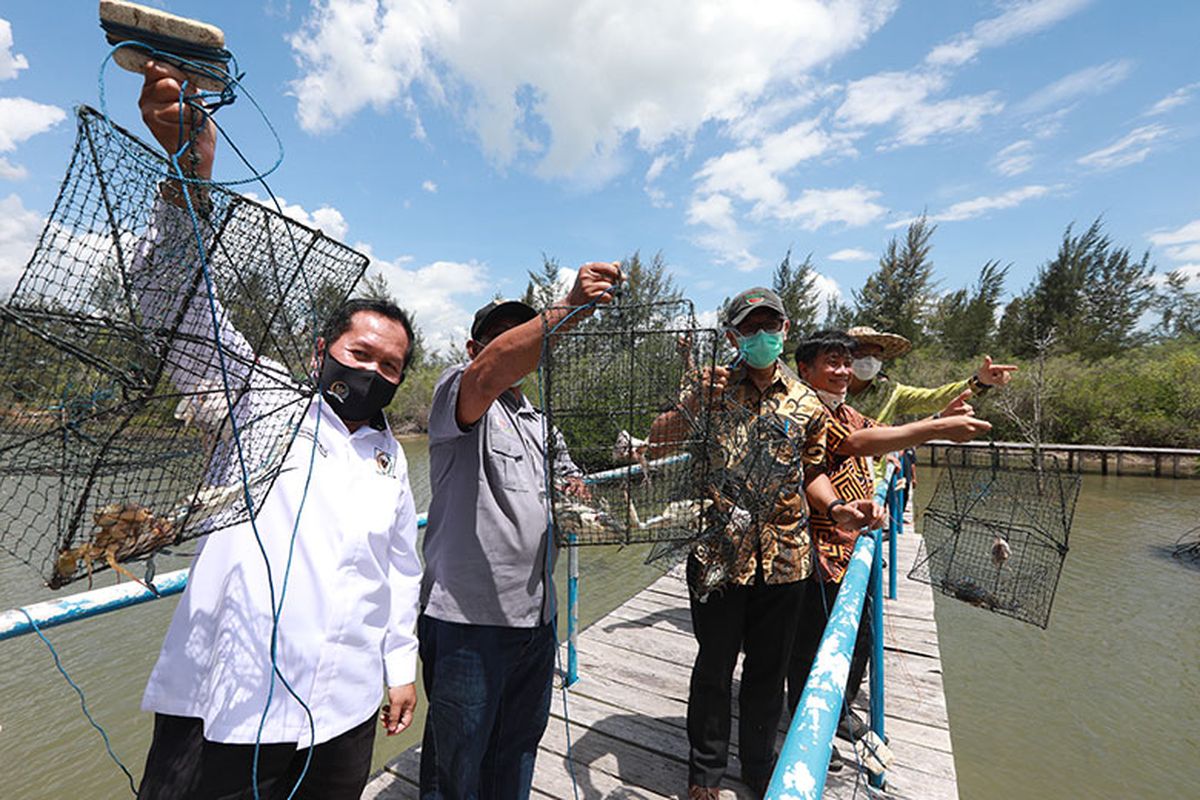 Sekretaris Kementerian PPN/Sekretaris Utama Bappenas Himawan Hariyoga melihat penangkaran kepiting dan udang di Geosite Juru Seberang, Belitung Mangrove Park, Sabtu (5/9/2020). 