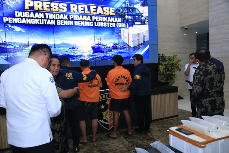 Bareskrim Bongkar Penyelundupan Baby Lobster Senilai Rp 5,8 Miliar, Sita 12 Boks