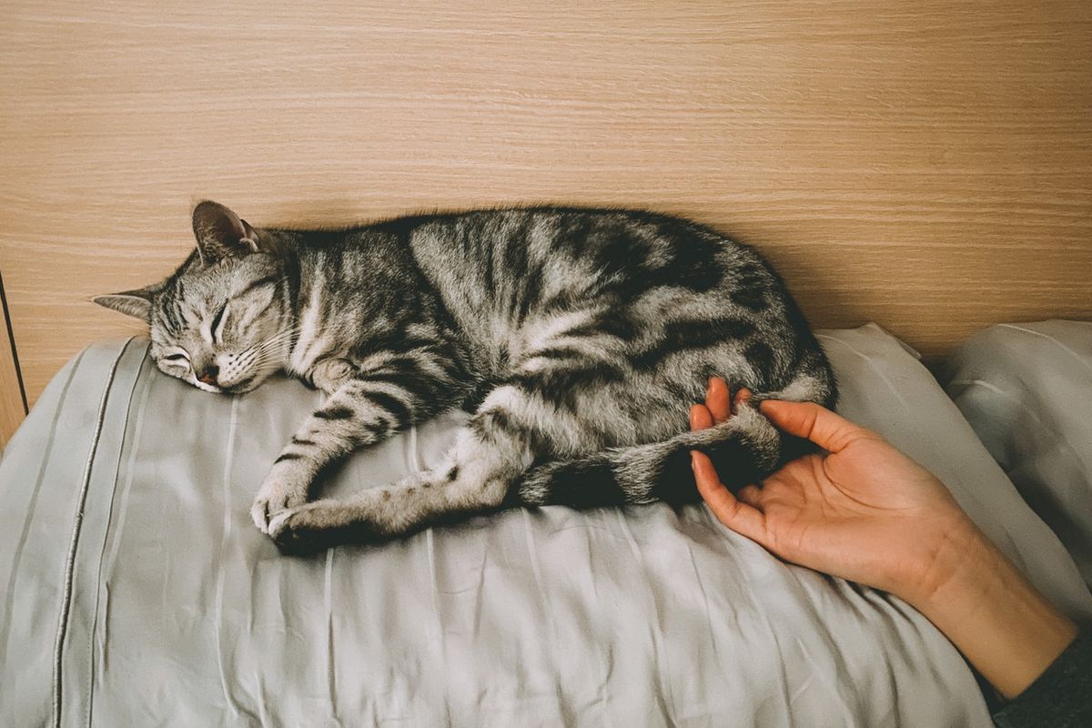 Ilustrasi kucing tidur di dekat pemiliknya.