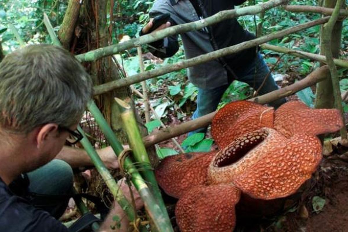 Bunga Rafflesia arnoldii mekar di hutan Cagar Alam Taba Penanjung, Kabupaten Bengkulu Tengah, Bengkulu, Rabu (15/5/2013). Setiap kali ada bunga raflesia mekar di hutan yang dibelah Jalan Raya Bengkulu-Kepahiang itu selalu menarik perhatian wisatawan dan warga.  