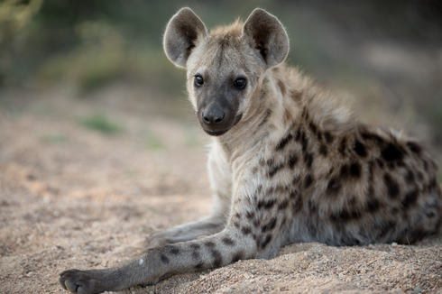 Hyena Betina Punya Organ Kelamin yang Memanjang seperti Penis Saat Kawin dan Melahirkan