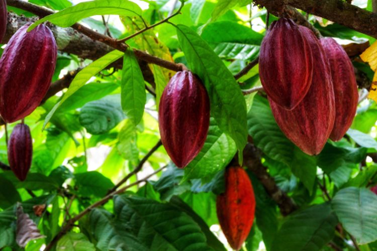 Ilustrasi buah kakao siap panen