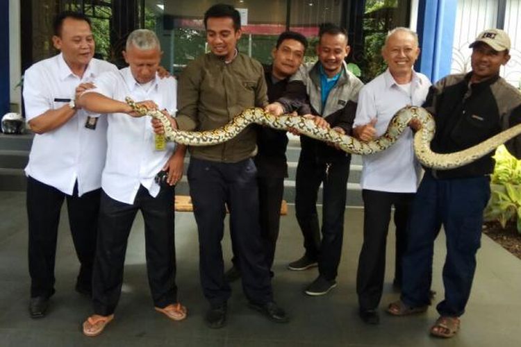 Seekor ular sanca berkeliaran dan masuk ke dalam Bank BJB yang berada di dalam Kantor Dinas Penanaman Modal dan Pelayanan Terpadu Satu Pintu (DPMPTSP) Kota Bandung, Jalan Cianjur, Selasa (31/1/2017) pagi. 