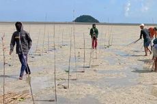 Kisah Warga Juru Seberang Belitung, Giat Budidaya Mangrove untuk Lestarikan Ikan, gara-gara Perairannya Dirusak Penambang Timah Ilegal