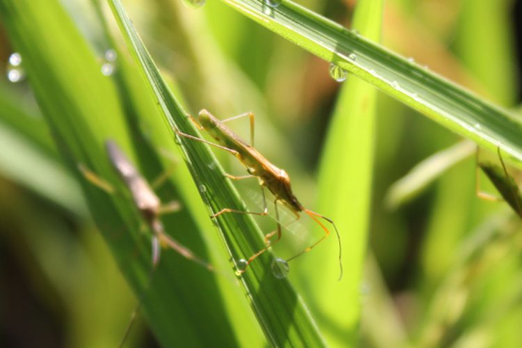 Ilustrasi hama wereng pada tanaman padi. 