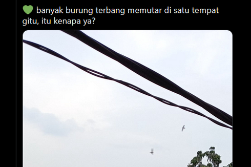 Ramai soal Burung Terbang Berputar di Satu Tempat yang Sama, Benarkah Pertanda Gempa?