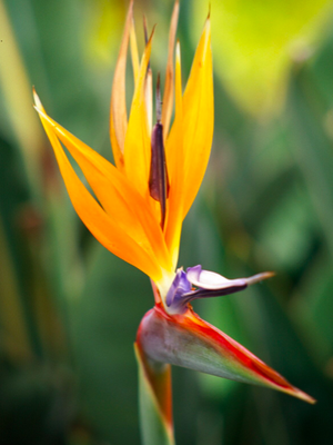 Strelitzia (Bird of Paradise) melambangkan Kebebasan.