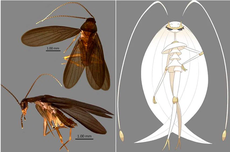 Spesies Kecoak Baru Ditemukan, Namanya Terinspirasi dari Pokemon