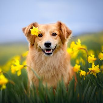 Ilustrasi anjing Golden retriever tersenyum.