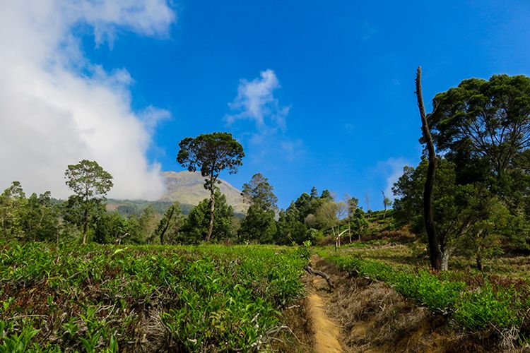 Pendakian Menuju Gunung Sindoro Lewat Kebun Teh Tambi.